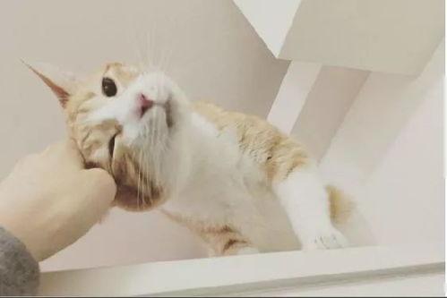国产猫被毒害视频播放,网络曝光引发社会关注  第3张