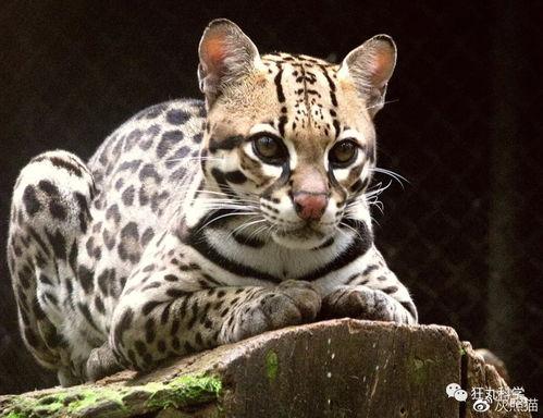 虎猫是国产猫么吗视频,揭秘虎猫的国产魅力