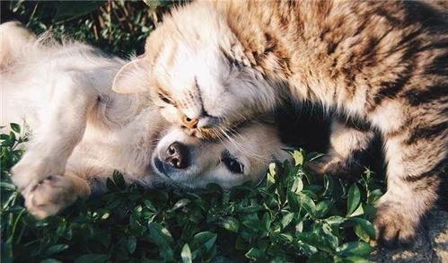 虎猫是国产猫么吗视频,揭秘虎猫的国产魅力